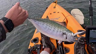 Midday Bite Saves The Day With Bonito