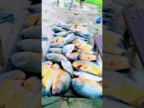 Sítio Campo Largo: Taguá , distrito de Cotegipe BA 🇧🇷