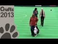 Obedience Dog Championships - Day 3 - Crufts 2013 (Janet Bates & Bluefizz Taika Chance on Me))