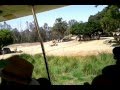 San Diego Zoo Safari Park Tram Ride Rhino S