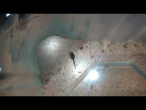 Sturisoma festivum, Schlupf der ersten Larven