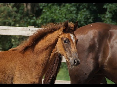 Stutfohlen von Grand Galaxy Win - Fürst Romancier - Relevant - Donnerhall - Pik Bube