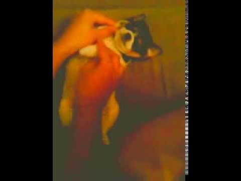 my little israeli dancer!