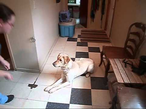 Toby- foster home needed, an adopted Yellow Labrador Retriever Mix in Amherst, NS_image-1