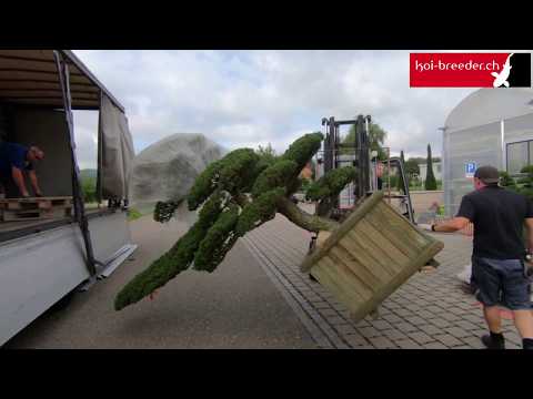 Ankunft neuer Bonsai in Schinznach!