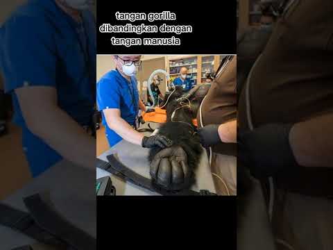 hal yang lebih besar dari yang kamu bayangkan #shorts