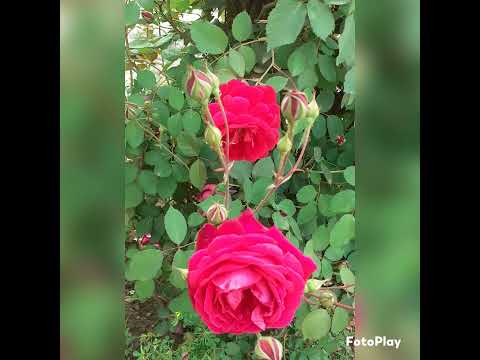 Flowers beauty #subscribemychannel  #beautyfullworld #shortsvideo