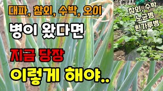 대파참외수박오이에 병이왔다면 지금 당장 이렇게 해야 재대로 키워 드실 수 있습니다 흰가루병 노균병 녹병 검은…