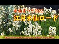 【水仙まつり2022 千葉観光】水仙の香りに包まれて～水仙の日本3大群生地・江月水仙ロードハイキング narcissus festival eduki narcissus road【ハイキング】