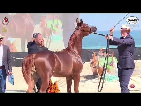 N 293 NEBRAS AL HAWAJER   Al Dhafrah Arabian Horse Championship 2023   Yearling Colts Class 6A