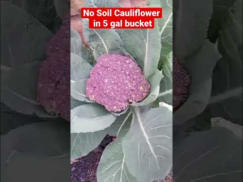 Cauliflower No Pump No Power (Hydroponic Kratky Method)