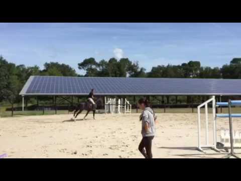 Papillon de l'odyssée