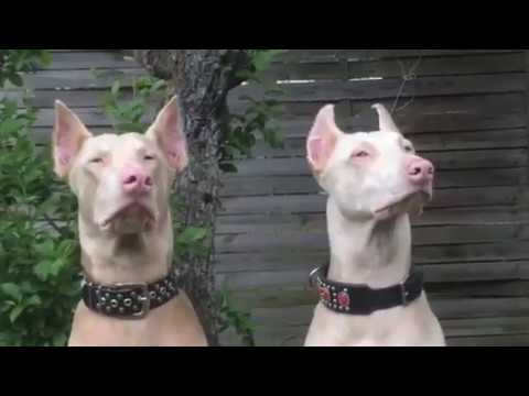 download lagu mp3 mp4 Biay Doberman, download lagu Biay Doberman gratis, unduh video klip Biay Doberman