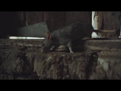 NYC Introduces New Rat Mitigation Legislation