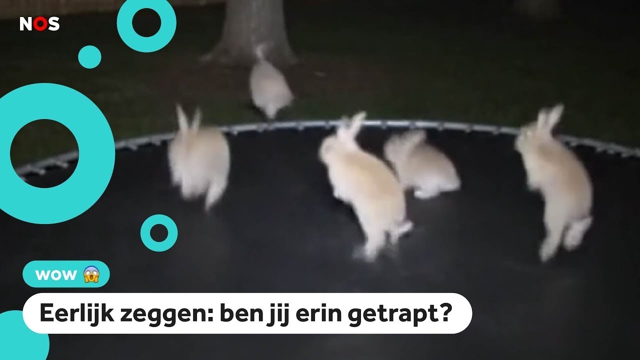 Jeugdjournaal - AI-video's over konijntjes