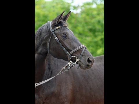 Kalessa - 3-jährige Trakehner-Stute v. Ivanhoe x Kostolany