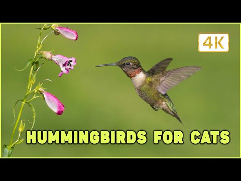 Video for Cats and Kittens to Watch ~ Hummingbirds Extravaganza! They'll Love It!🍿