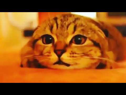 Pet cat looking horror movie