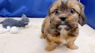 ハーフ犬の動画01