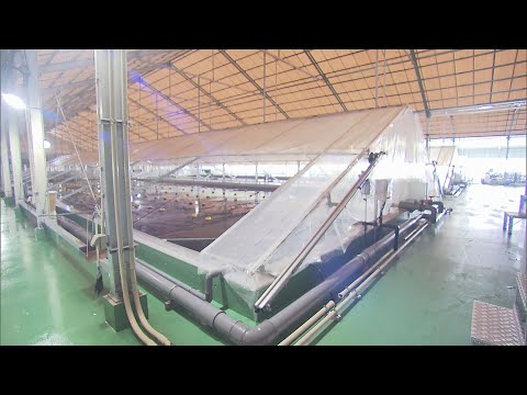 ペロバテス カルトリップス、成虫