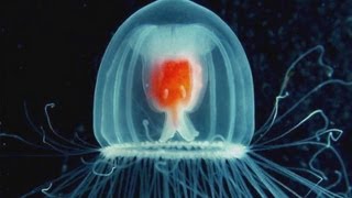 How to Live Forever? Be a Jellyfish