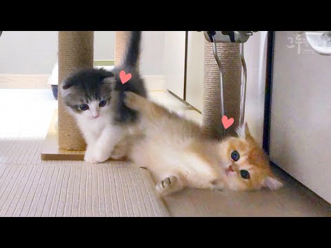 우주최강 엄살쟁이 아기고양이 코비