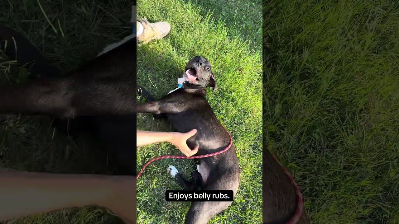 Enlarge Austin, a Adoptable mixed breed in Blue Springs, MO video 6/6