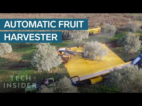 These Machines Shake Olives Off Trees And Collect Them In Giant Sheets