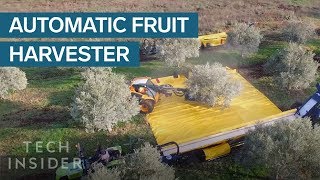 These Machines Shake Olives Off Trees And Collect Them In Giant Sheets