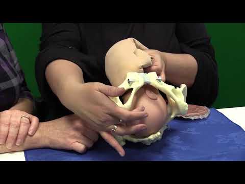 Mechanism of Normal Labour