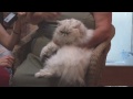 Persa - Conocemos más sobre: El gato Persa