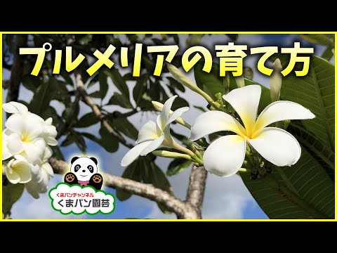 プルメリアの世話をする方法 挿し木を育てる晩春、初夏