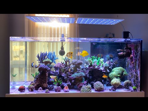 1000 Liter SPS Acrylic REEF TANK +  New ATI Straton Pro LED!!