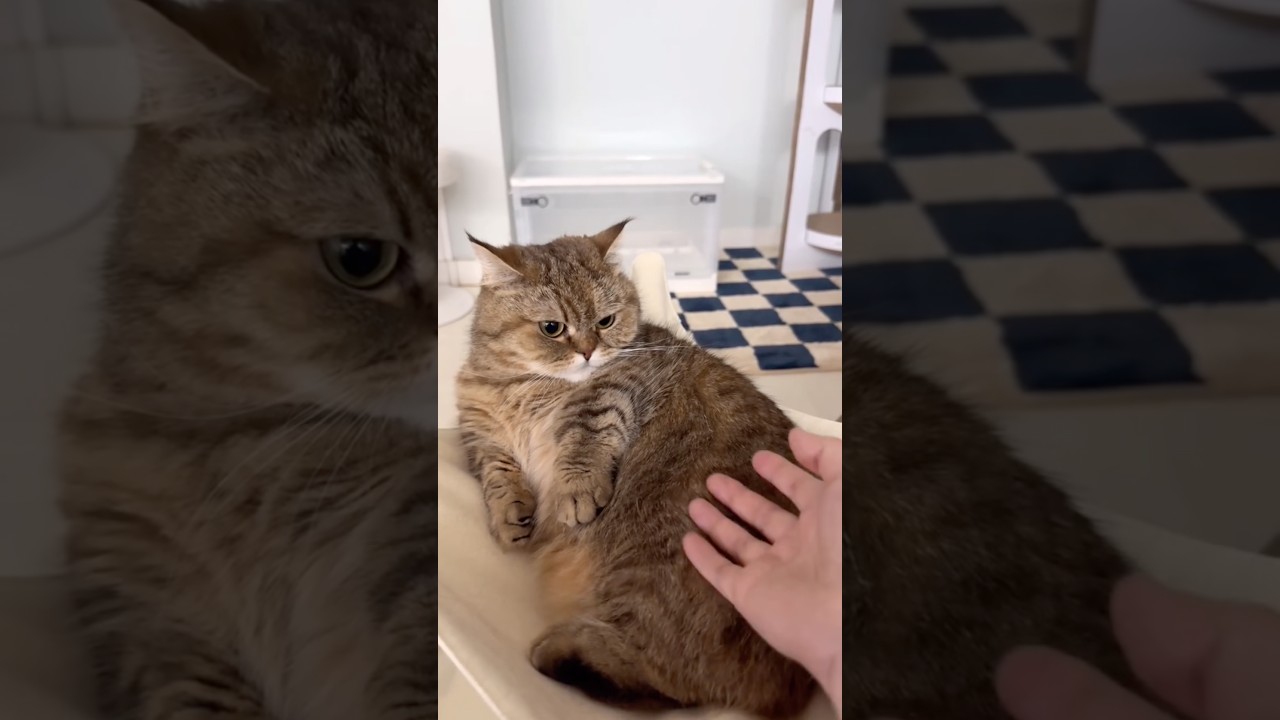 난 니 손가락이 마음에 안 들어✋😡🔥 #졸귀탱 #고양이쇼츠