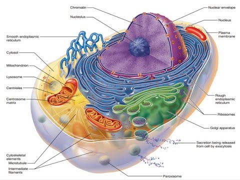 Cells and Tissues, part 4