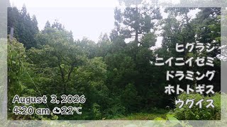 Download lagu 朝の森 8.3.2026│新潟 標高270m│4:18~7:00予定 mp3 Download lagu 朝の森 8.3.2026│新潟 標高270m│4:18~7:00予定 mp3