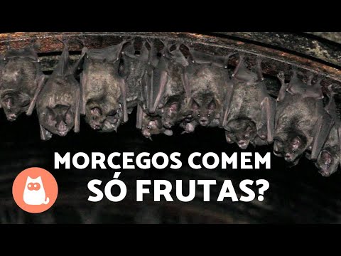 WHAT DO BATS EAT? Types according to diet