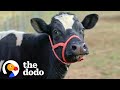 Mama Cow And Baby Have The Sweetest Reunion | The Dodo