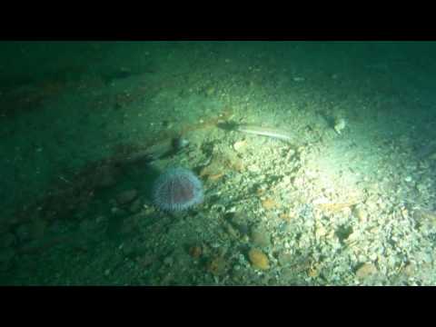 Bayern Turrets - Scapa Flow 27-05-2016