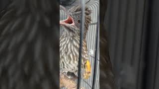 Download lagu Siri siri gacor cocok untuk masteran murai batu #sirisirigacor #sirisirikecil  #masteranmurai mp3