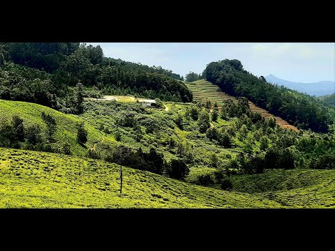 Tea Estate Trip | Shameena lifestyle | Vlog