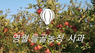 preview picture of video '영월 들골농장  맛있는 사과 재배방법'