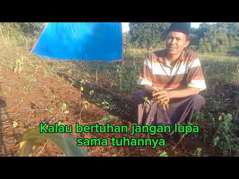 CAMPING PETANI : AKTIFITAS PETANI DI DESA TERPENCIL & KESERUANNYA SA'AT PANEN KACANG.Eps.52.