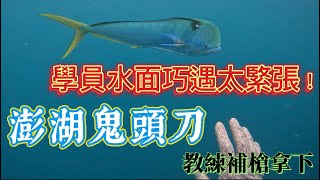 【海野人 Spearfishing 】Vlog.鬼頭刀 #自由潛水 #漁獵 #打魚 #夢幻魚  #澎湖 #潛打 #趕海 #龍膽 #土魠魚 #石鯛 #鬼頭刀#鯕鰍 #飛烏虎 #九萬仔 #扁頭刀 #鱰