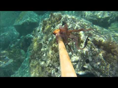 spearfishing sardinia, stintino 2015