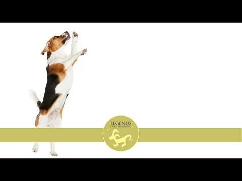 How to Stop Your Dog From Jumping
