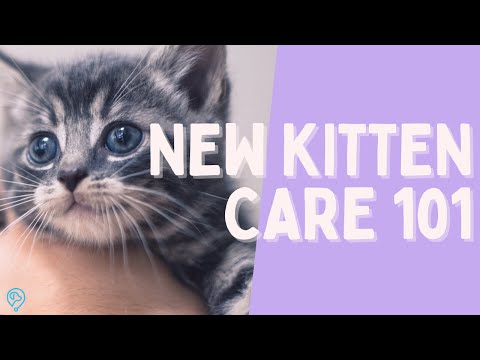 New Kitten Care 101: Essential Tips for Nurturing Your Feline Friend