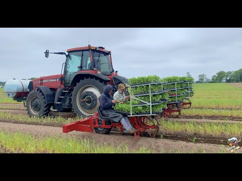PLANTING WATERMELONS in ILLINOIS