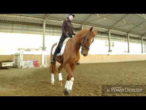 TRENINGI - Elżbieta Liberda & Don Joaquin PRE &Danzante PRE & Caprio Hann   marzec 2017r