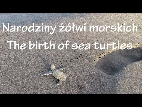 Kostaryka. Costa Rica. Tortuguero. Narodziny żółwi morskich. The birth of sea turtles.